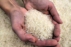 Centre to examine Ktaka govt demand on extra PDS rice supply